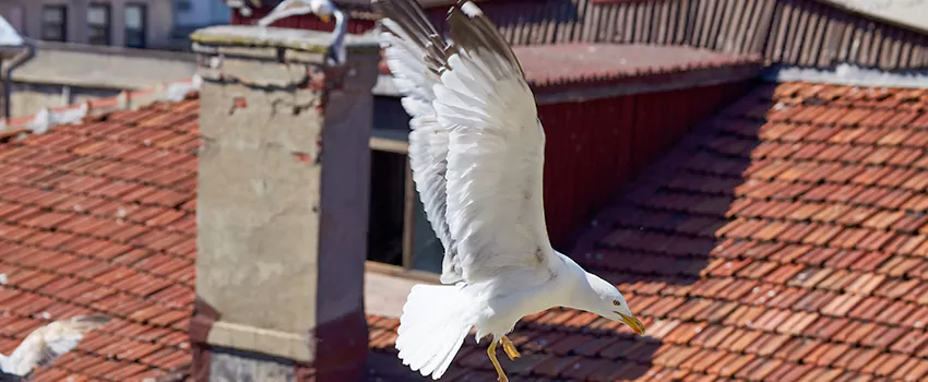 Residential Chimney Animal Removal Solution in Grayslake, IL