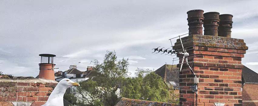 Chimney Cleaning And Restoration in Grayslake, Illinois